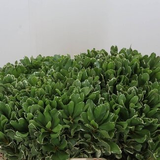 Freshy Pittosporum “Ilan” | Kleur: Groen | Lengte ± 55 centimeter | Per 50 takken
