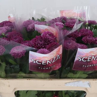 Freshy Chrysant deco Roxo