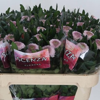 Freshy Chrysant deco Momoko