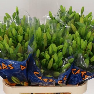 Freshy Lelie Longiflorum x Aziatische Lelie Aqua “Caesars Palace” | Kleur: Oranje | Lengte ± 90 centimeter | Per 10 stelen verse bloemen