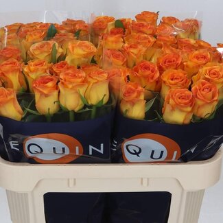 Freshy Roos “Trinidad” | Kleur: Oranje | Lengte ± 70 centimeter | Per 10 verse bloemen