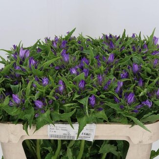 Freshy Campanula Gl Anoeska