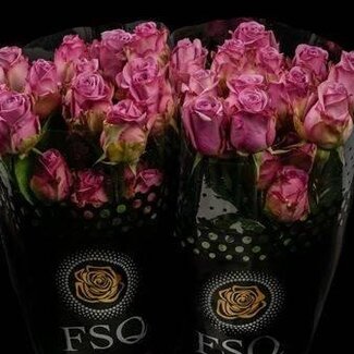 Freshy Grootbloemige Roos “Cool Water” | Kleur: Roze | Lengte ± 50 centimeter | Herkomst Ecuador | Per 20 verse bloemen