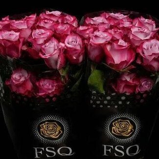 Freshy Grootbloemige Roos “Deep Purple” | Kleur: Roze | Lengte ± 50 centimeter | Herkomst Ecuador | Per 20 verse bloemen