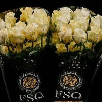 Freshy Grootbloemige Roos “Creme De La Creme” | Kleur: Oranje | Lengte ± 50 centimeter | Herkomst Ecuador | Per 20 verse bloemen