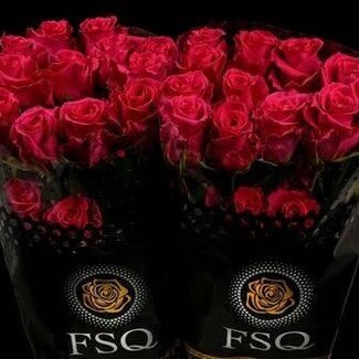 Freshy Grootbloemige Roos “Gotcha” | Kleur: Roze | Lengte ± 70 centimeter | Herkomst Ecuador | Per 20 verse bloemen