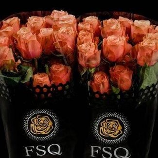 Freshy Grootbloemige Roos “Kahala” | Kleur: Roze | Lengte ± 70 centimeter | Herkomst Ecuador | Per 20 verse bloemen