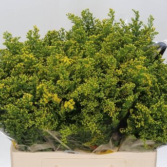 Freshy Solidago “Carzan Glory” | Kleur: Geel | Lengte ± 60 centimeter | Per 25 verse bloemen