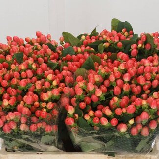 Freshy Hypericum “Magical Roy Princess” | Kleur: Rood | Lengte ± 50 centimeter | Per 25 verse bloemen
