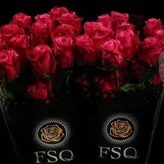 Freshy R Eq Cherry O !