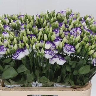 Freshy Eustoma Lisianthus Gevuld “Rosi Blue Picotee” | Kleur: Wit | Lengte ± 70 centimeter | Per 10 stelen verse bloemen