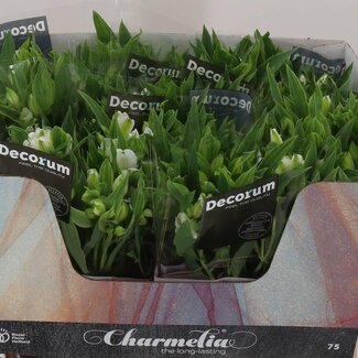 Freshy Alstroemeria Fl Charme White