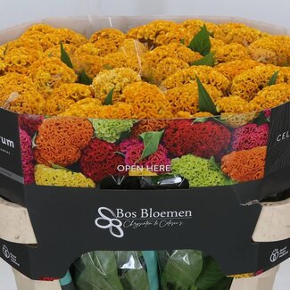 Freshy Celosia Cristata “Reprise Gold” | Kleur: Geel | Lengte ± 72 centimeter | Per 10 verse bloemen