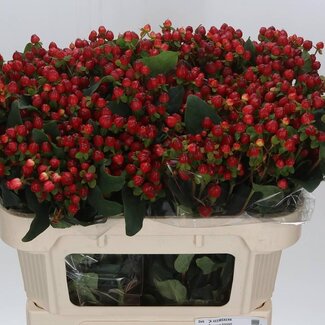 Freshy Hypericum “Magical Triumph” | Couleur: Rouge | Longueur ± 70 centimeter | Par 25 fleurs fraîches