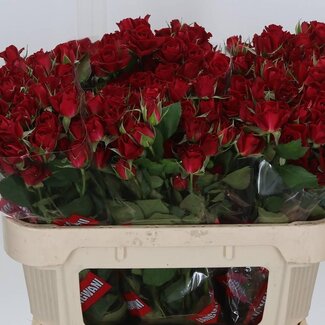 Freshy Trosroos “Dominica” | Kleur: Rood | Lengte ± 70 centimeter | Per 10 verse bloemen