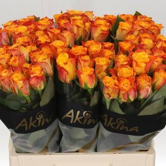Freshy Roos “Marie-claire” | Kleur: Geel Oranje | Lengte ± 60 centimeter | Per 20 verse bloemen