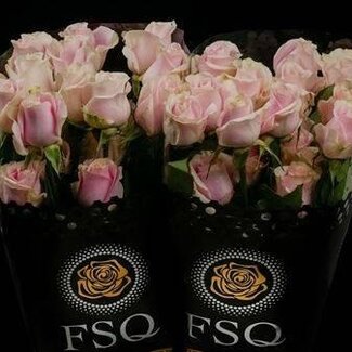 Freshy Grootbloemige Roos “Rosita Vendela” | Kleur: Roze | Lengte ± 50 centimeter | Herkomst Ecuador | Per 20 verse bloemen