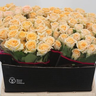 Freshy Hollandse Trosroos “Trinity” | Kleur: Oranje | Lengte ± 40 centimeter | Per 20 verse bloemen