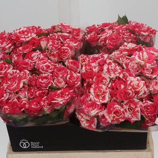 Freshy Hollandse Trosroos “Fireworks” | Kleur: Wit Rood | Lengte ± 40 centimeter | Per 20 verse bloemen