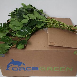 Freshy Salal Groot Lederblad | Kleur: Groen | Lengte ± 70 centimeter | Per 2 bossen