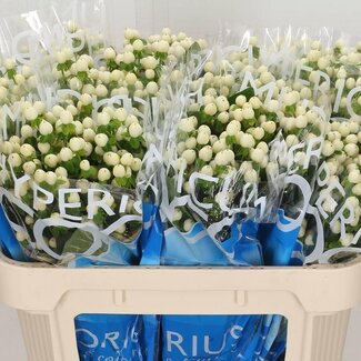 Freshy Hypericum “Coco Uno” | Kleur: Wit | Lengte ± 70 centimeter | Per 20 verse bloemen