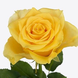 Freshy Roos XL “Palmares” | Kleur: Geel | Lengte ± 70 centimeter | Per 20 verse bloemen