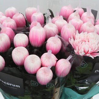 Freshy Deco Chrysanthemum Chrysant “Antonov Pastel Pink” | Kleur: Roze | Kleurbehandeld | Lengte ± 65 centimeter | Per 10 verse bloemen