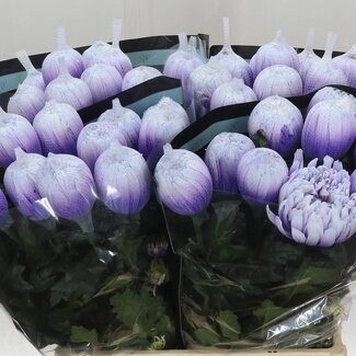 Freshy Chrysant deco Antonov Kleurbehandeld Pastel Milka