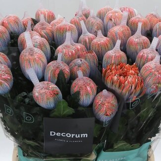 Freshy Deco Chrysanthemum Chrysant “Antonov Vulcano” | Kleur: Gemengde Kleuren | Kleurbehandeld | Lengte ± 65 centimeter | Per 10 verse bloemen