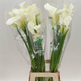 Freshy Zantedeschia Ae Colombe Paix