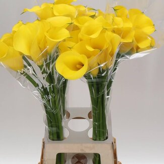 Freshy Zantedeschia Calla “Gold Medal” | Kleur: Geel | Lengte ± 80 centimeter | Per 10 verse bloemen