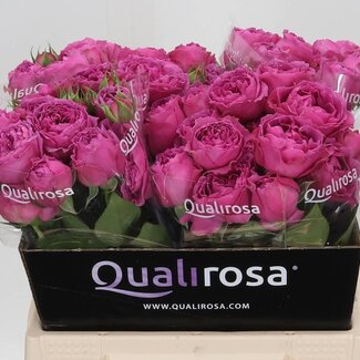 Freshy Trosroos “Misty Bubbles” | Kleur: Paars | Lengte ± 40 centimeter | Per 10 verse bloemen