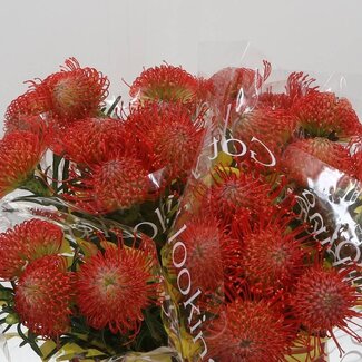 Freshy Leucospermum Nutans “Succession” | Kleur: Rood | Lengte ± 50 centimeter | Per 10 verse bloemen
