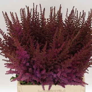 Freshy Astilbe Maggie Daley