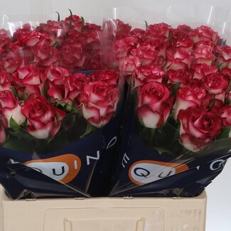 Freshy Roos “Ducati” | Kleur: Rood | Lengte ± 60 centimeter | Per 20 verse bloemen