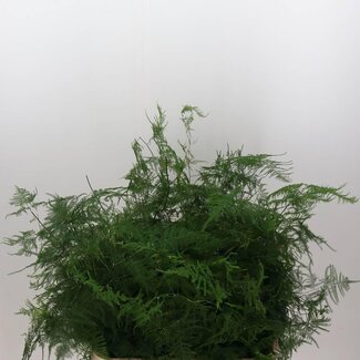 Freshy Asparagus Setac Lang Getopt