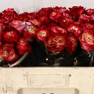 Freshy Roos “Apple Jack” | Kleur: Rood | Lengte ± 50 centimeter | Per 10 verse bloemen