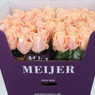 Freshy Roos “Pearl Avalanche” | Kleur: Roze | Lengte ± 70 centimeter | Per 10 verse bloemen