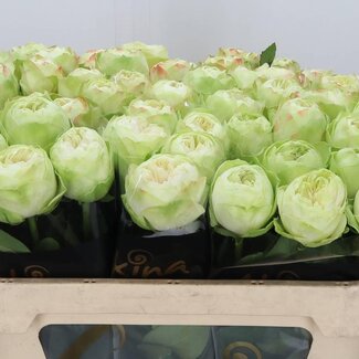 Freshy Roos “Kahala” | Kleur: Wit | Lengte ± 70 centimeter | Per 20 verse bloemen