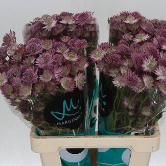 Freshy Astrantia Roma