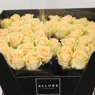 Freshy Roos “Avalanche Peach” | Kleur: Oranje Roze | Lengte ± 60 centimeter | Per 20 verse bloemen