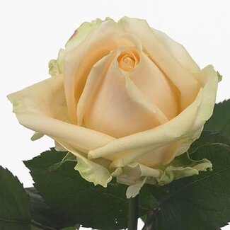 Freshy Roos “Avalanche Peach Allure” | Kleur: Oranje Roze | Lengte ± 70 centimeter | Per 20 verse bloemen