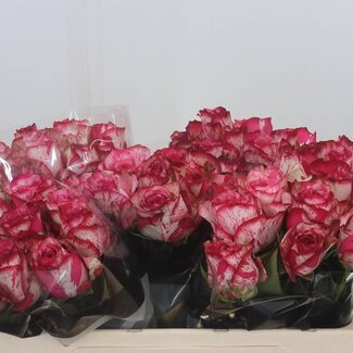 Freshy Roos “Barracuda” | Kleur: Roze | Lengte ± 50 centimeter | Per 20 verse bloemen