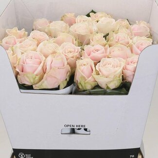 Freshy Roos “Sweet Avalanche” | Kleur: Roze | Lengte ± 70 centimeter | Per 10 verse bloemen