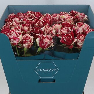Freshy Roos “Harlequin” | Kleur: Wit Rood Roze | Lengte ± 60 centimeter | Per 20 verse bloemen