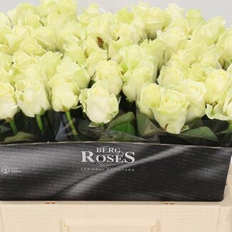 Freshy Roos “Avalanche Bergenia” | Kleur: Wit | Lengte ± 55 centimeter | Per 20 verse bloemen