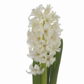 Freshy Hyacinth Top White