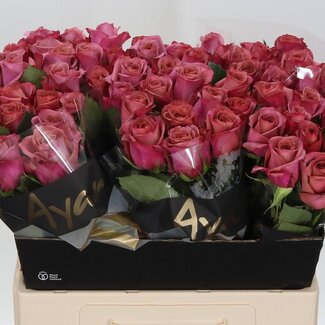 Freshy Roos “Barista” | Kleur: Roze | Lengte ± 60 centimeter | Per 20 verse bloemen