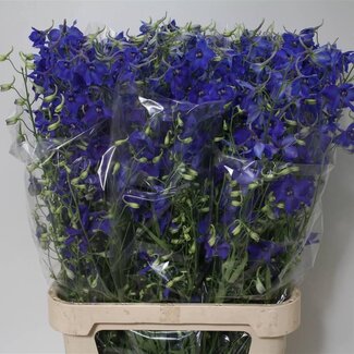 Freshy Delphinium Ridderspoor “Volkerfried” | Kleur: Blauw | Lengte ± 100 centimeter | Per 10 verse bloemen