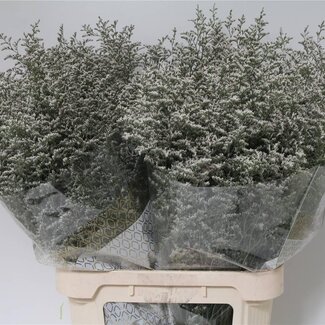 Freshy Limonium “Misty” | Kleur: Wit | Lengte ± 80 centimeter | Per 25 stelen verse bloemen